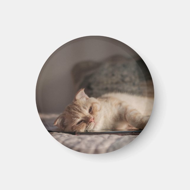 Imã Gato, Pet, Gatinho (Frente)