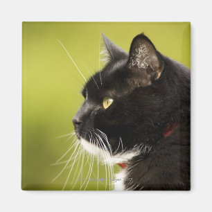 Imã Gato preto