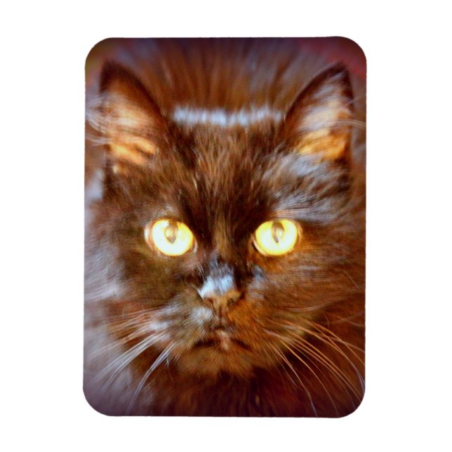 Ímã gato preto (Vertical)