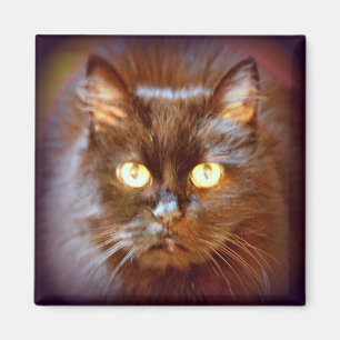 Imã gato preto