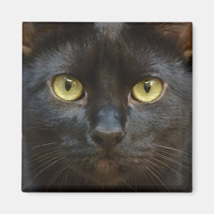 Imã Gato preto assustador