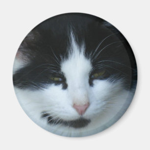 Imã Gato preto & branco do gatinho