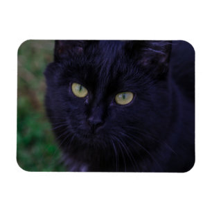 Ímã Gato Preto Cachorro Gato Gatinho Amarelo