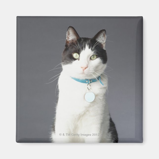 Imã Gato preto e branco (Frente)