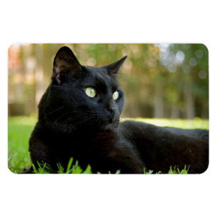 Ímã Gato preto Eyed verde que aprecia o ar livre