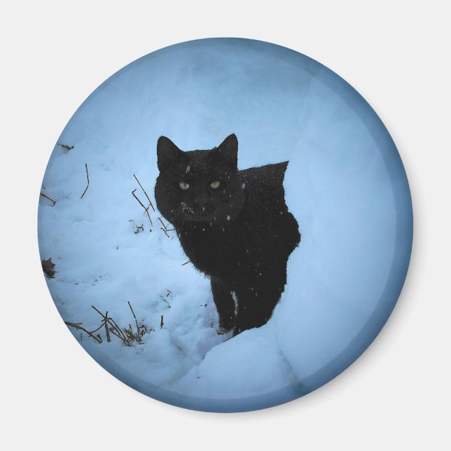 Imã Gato preto Snowy holofote (Frente)