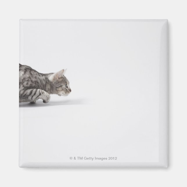 Imã Gato pronto para pular (Frente)