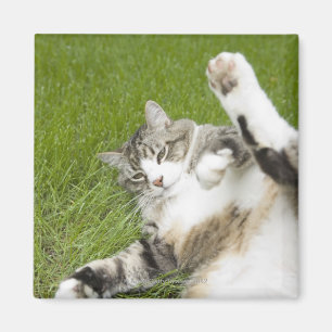 Imã Gato que encontra-se na grama, fim-acima