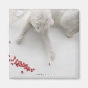 Imã Gato que joga com os doces dados forma coração