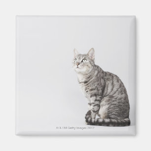 Imã Gato que olha acima