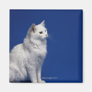Imã Gato que senta-se contra o fundo azul