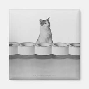 Imã Gato que senta-se e que lambe ao lado da bacia do