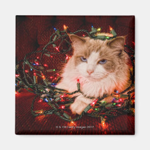 Imã Gato que senta-se em uma bola de luzes de Natal
