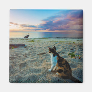 Imã Gato que senta-se em uma praia