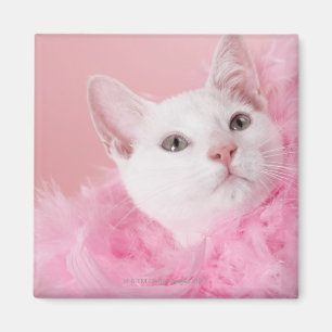 Imã Gato que veste a boa de pena