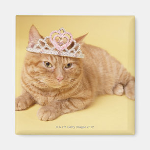Imã Gato que veste a tiara
