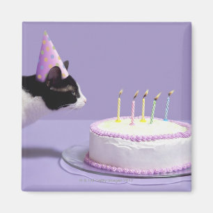 Imã Gato que veste o chapéu do aniversário que funde
