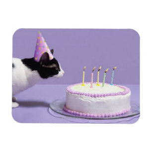 Ímã Gato que veste o chapéu do aniversário que funde