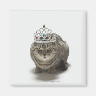 Imã Gato que veste uma tiara
