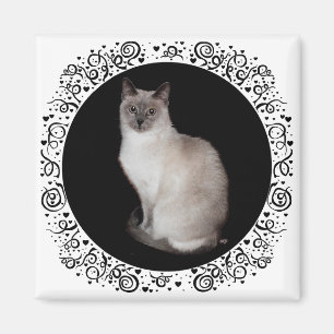 Imã Gato Siames