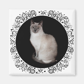 Imã Gato Siames