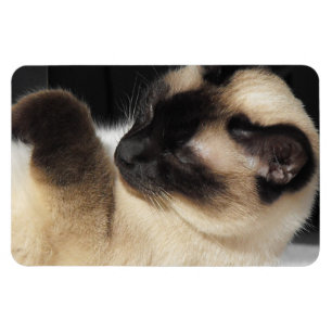 Ímã Gato Siames Pet Purr Meow Kitty Destino Arte
