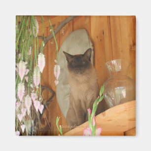 Imã Gato Siamês Possuindo Imagem Animal Magnet #1