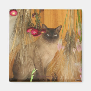 Imã Gato Siamês Possuindo Magneta De Fotografia Anima