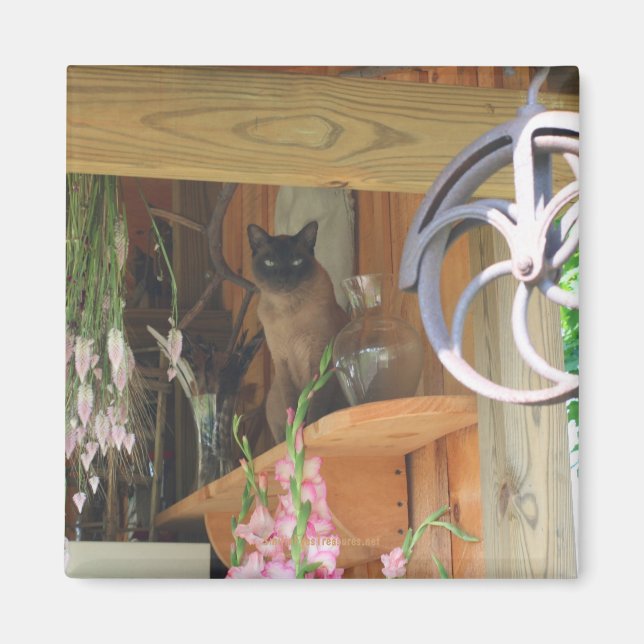 Imã Gato Siamês Possuindo Magneta De Fotografia Animal (Frente)