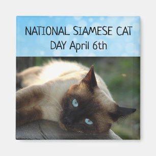 Imã Gato Siamese dia ímã nacional do 6 de abril
