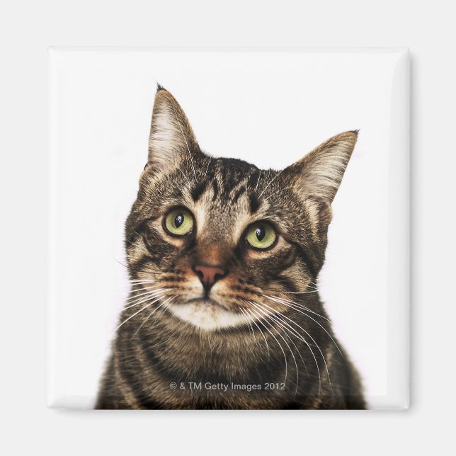 Imã Gato sobre fundo branco 2 (Frente)