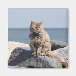 Imã Gato Soprado pelo Vento ao Mar Foto Fofa