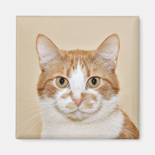 Imã Gato sorridente (Frente)