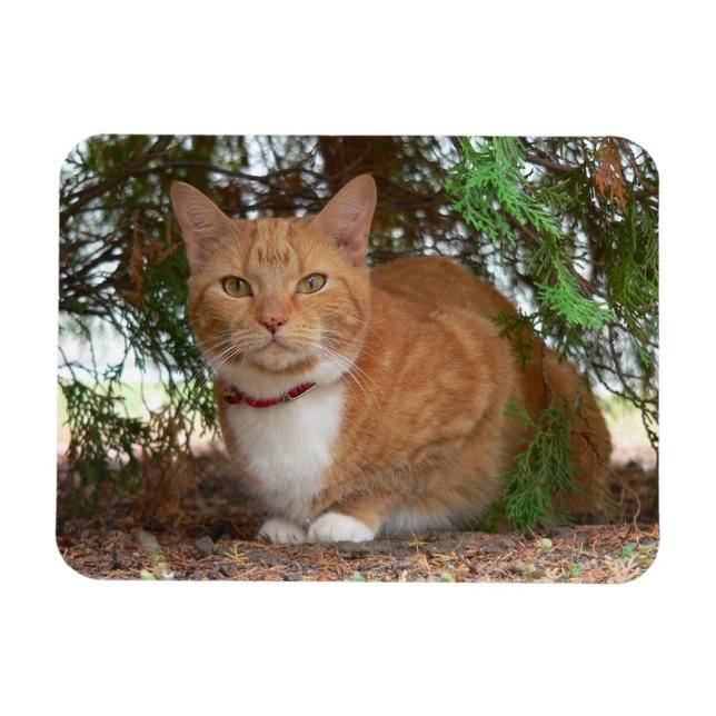 Ímã Gato Tigrado Laranja Doméstico (Horizontal)