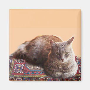 IMÃ GATO TURCO NO VELHO CARPETE