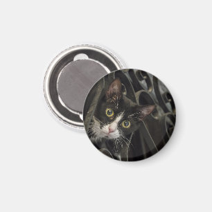Imã Gato Tuxedo Pico através da Frota de Ferro