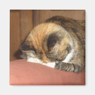 Imã Gato "Vermelho" dormindo na tosse