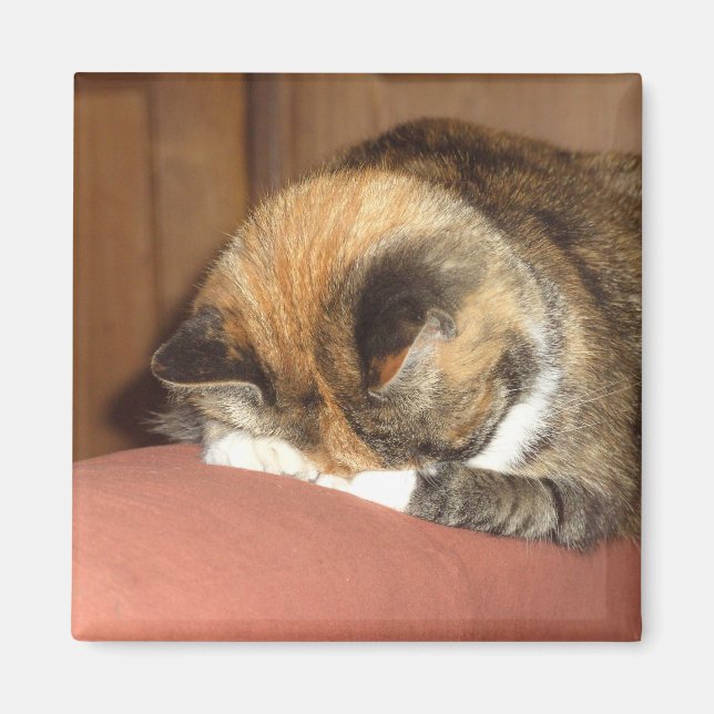 Imã Gato "Vermelho" dormindo na tosse (Frente)