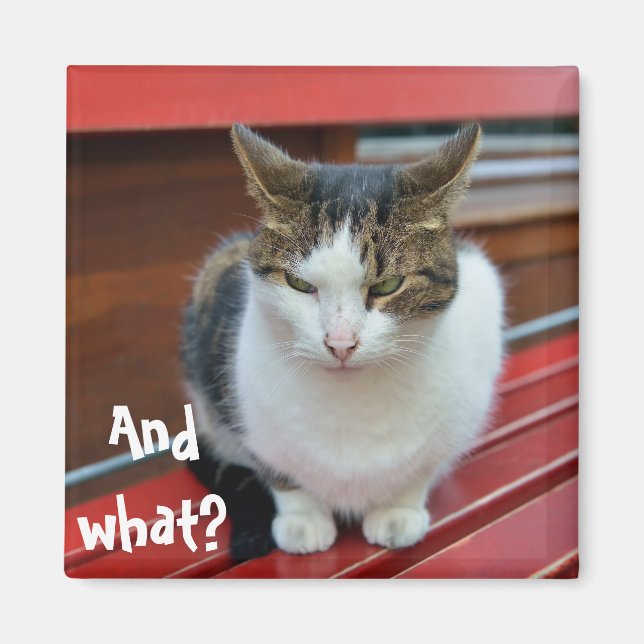 Imã Gato zangado (Frente)
