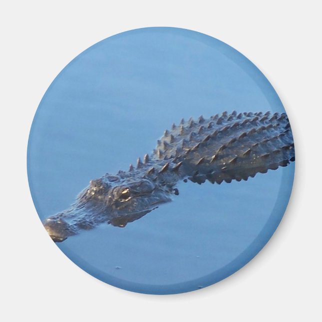 Imã Gator I (Frente)