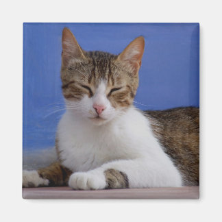 Imã Gatos