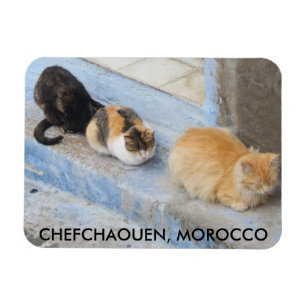 Ímã Gatos, Chefchaouen, Marrocos