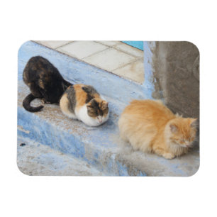 Ímã Gatos, Chefchaouen, Marrocos