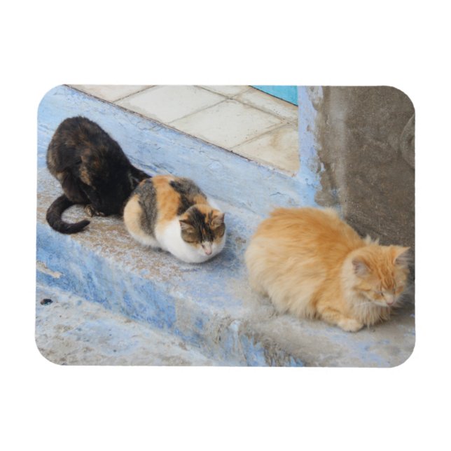 Ímã Gatos, Chefchaouen, Marrocos (Horizontal)