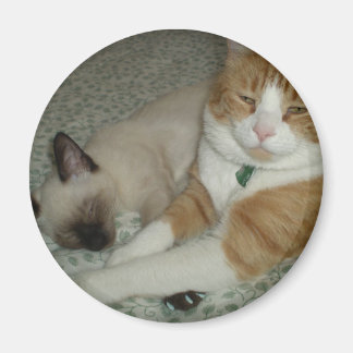Imã Gatos Cons