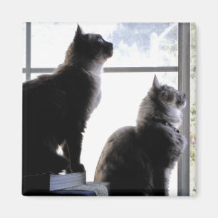 Imã Gatos Curiosos Olhando pela Janela Fotografias de