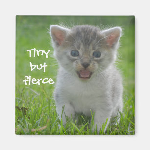 Imã Gatos de Badass - "minúsculo mas feroz "
