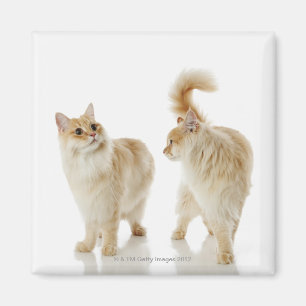 Imã Gatos de Munchkin