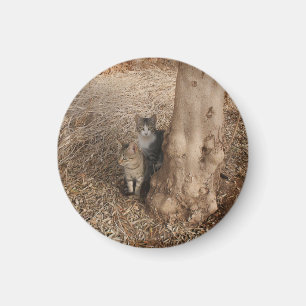 IMÃ GATOS EM MADEIRA