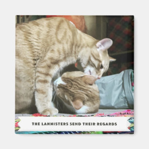 Imã Gatos Laranja